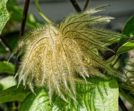 Clematis-seeed head d.jpg